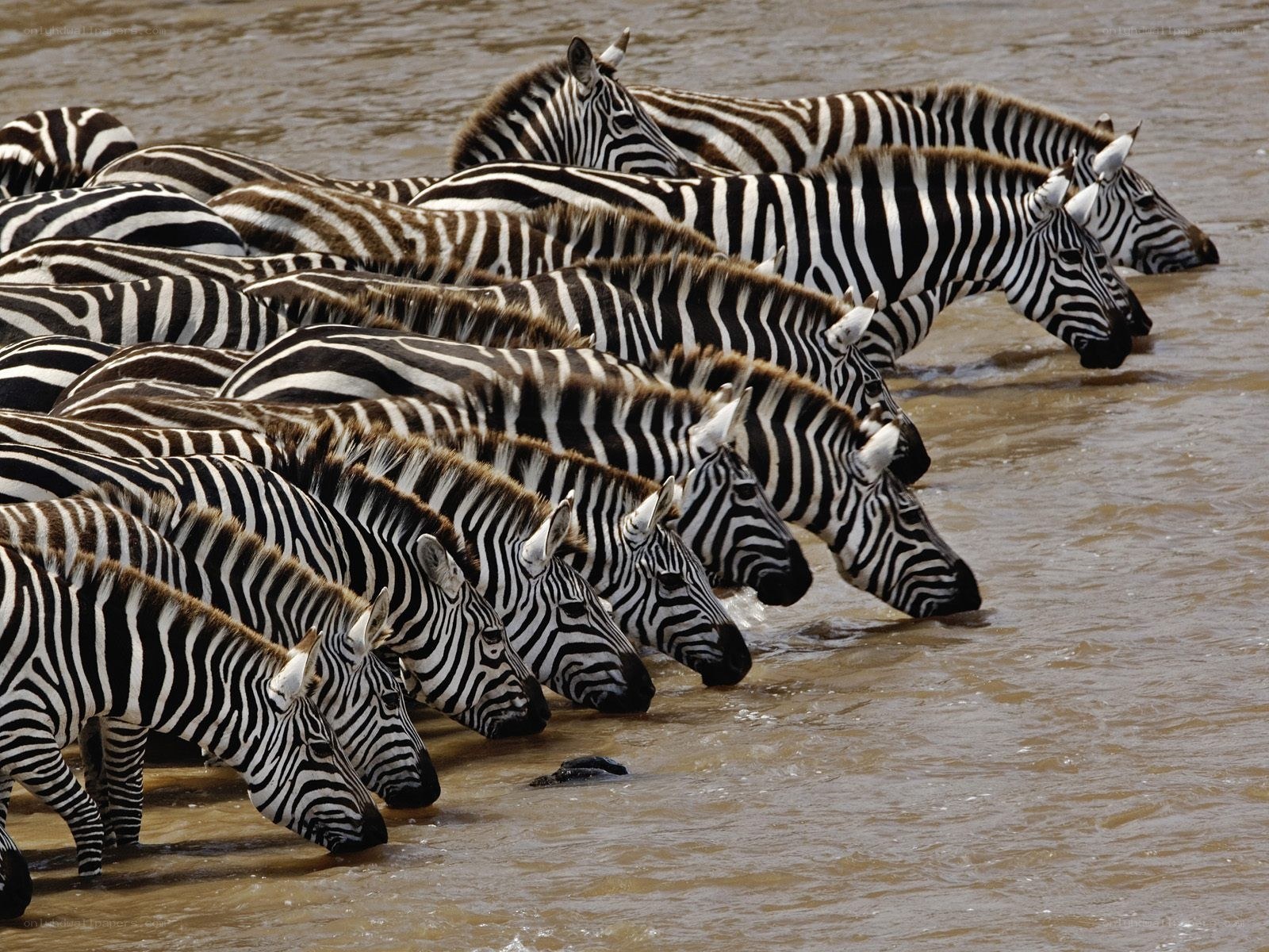 Zebras drinking at river