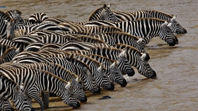 zebras drinking at river