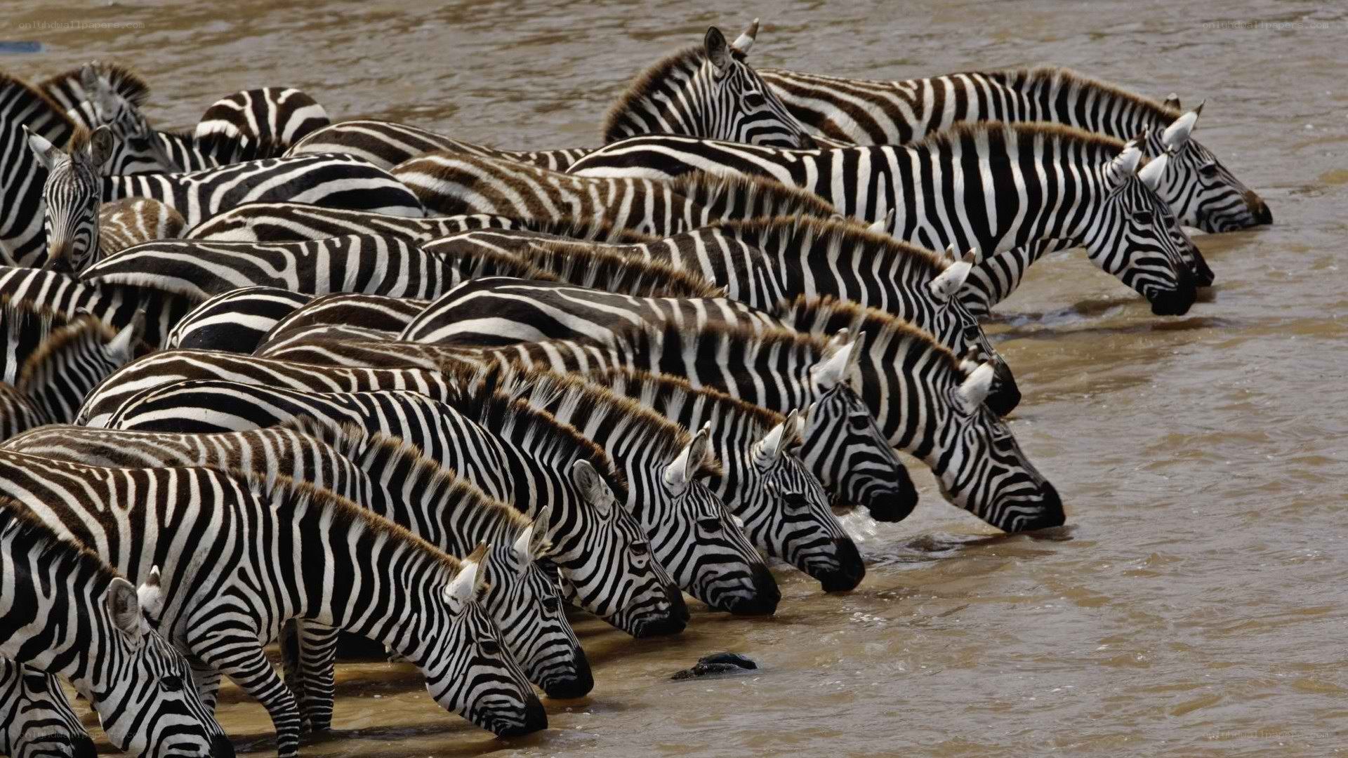 zebras drinking at river