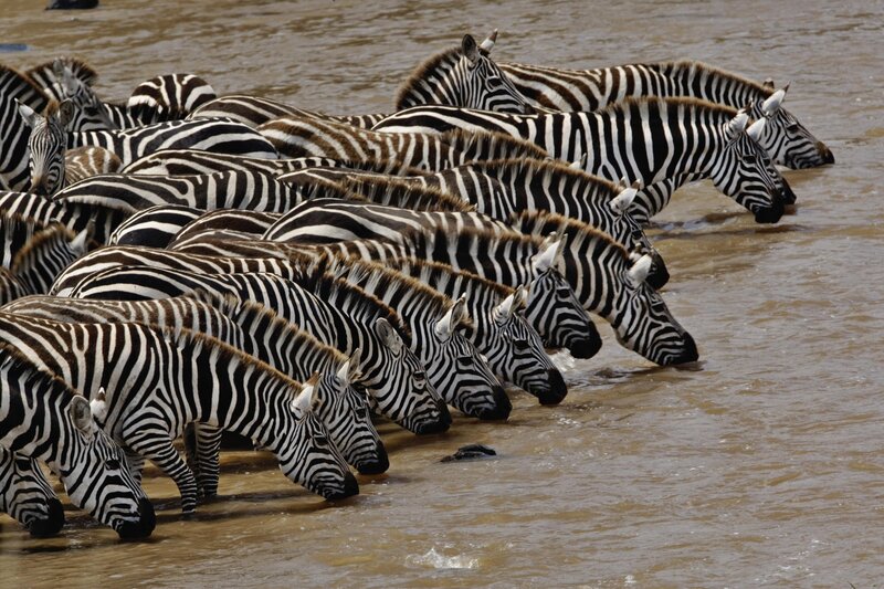 Zebras drinking at river