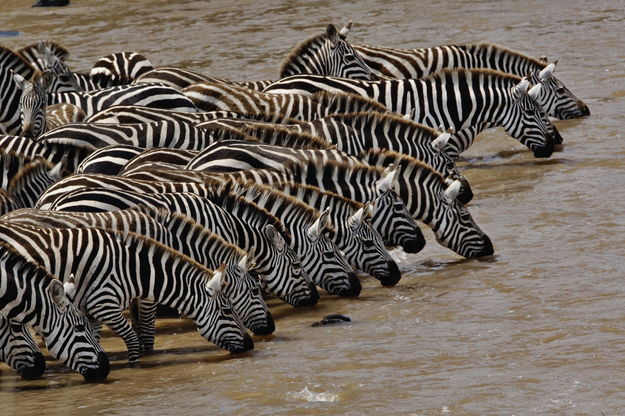 Zebras drinking at river