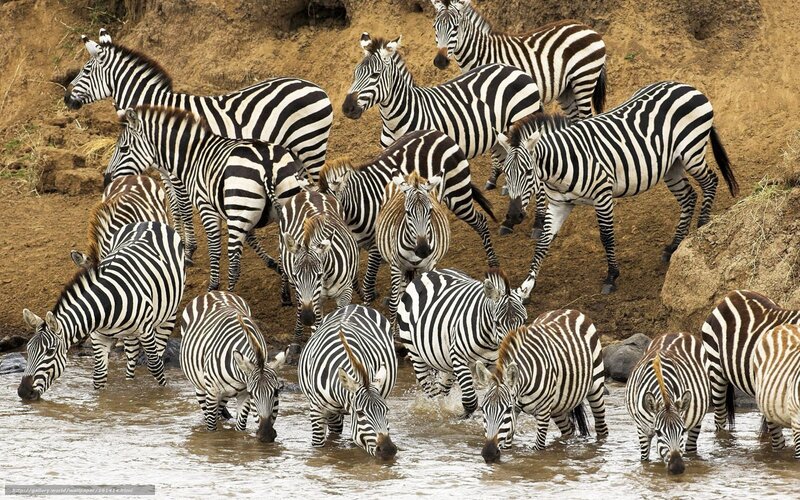 zebras drinking at river