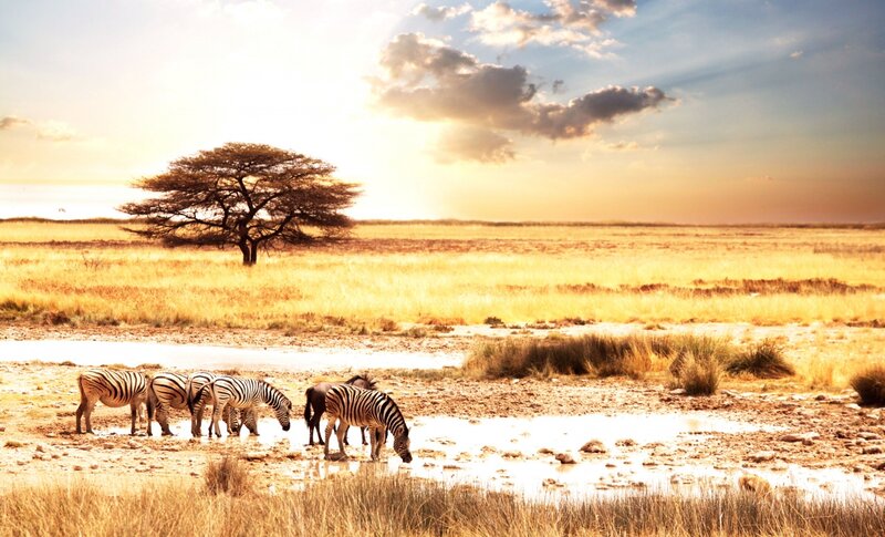 Zebras Drinking at Waterhole
