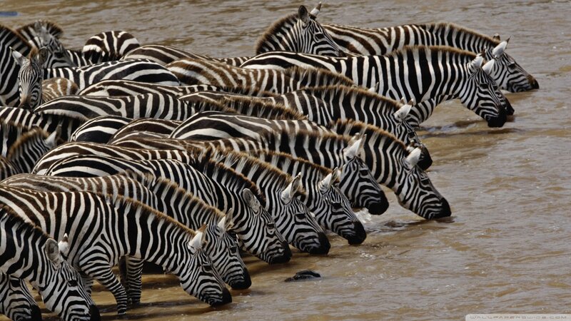 Zebras Drinking Water — Black, Calm, Afternoon, Photograph, River