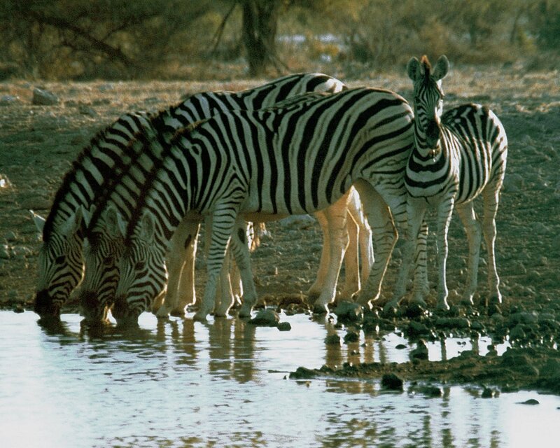 Zebras Drinking Water — Black