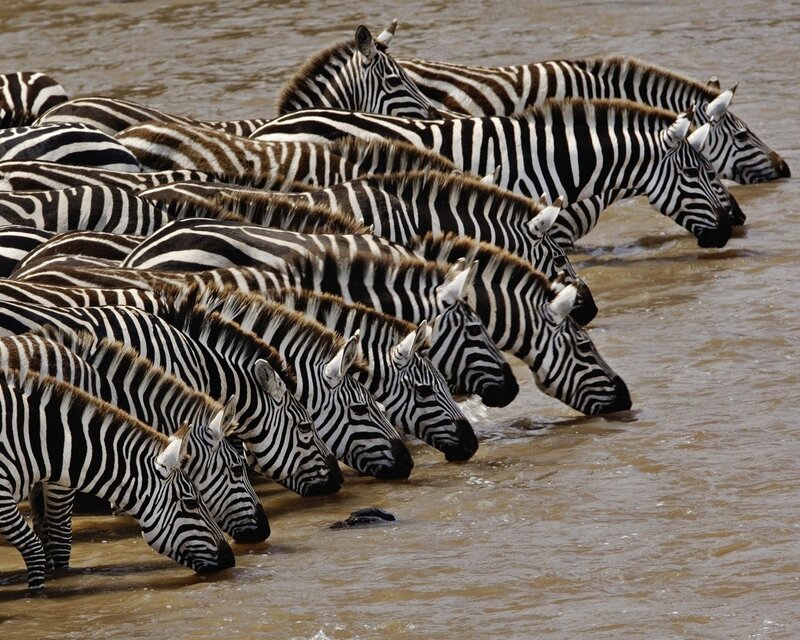 Zebras Drinking Water — Brown, Calm