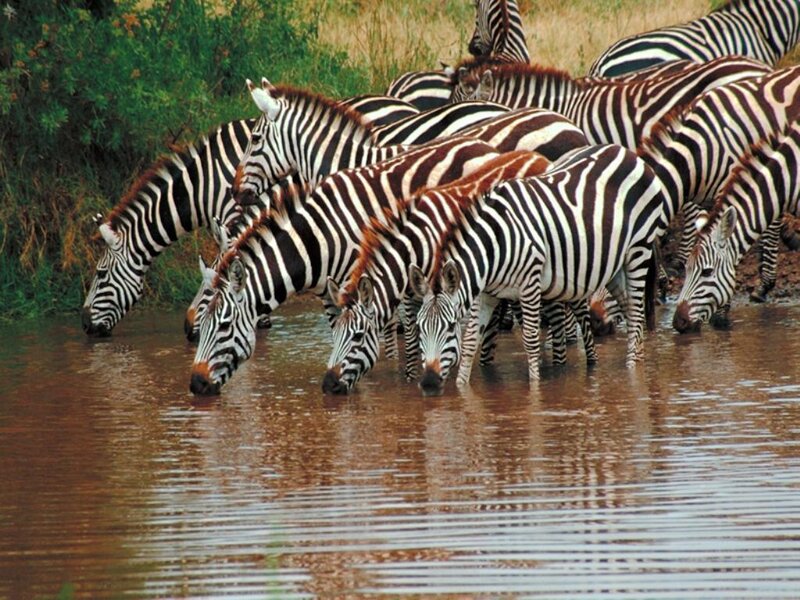 Zebras Drinking Water — Brown