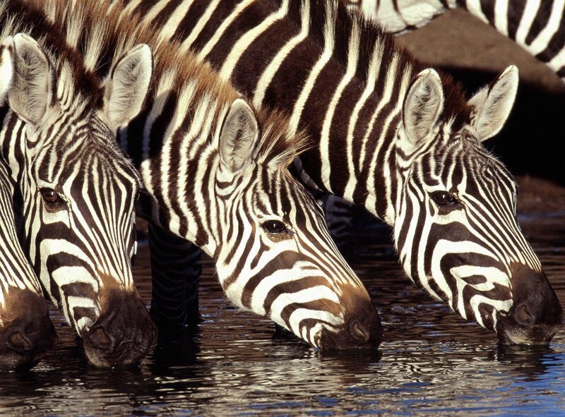Zebras Drinking Water
