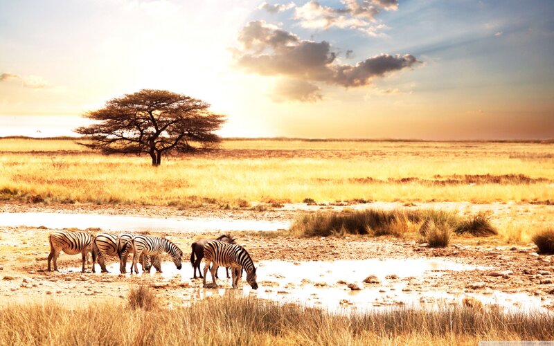 Zebras Drinking Water — Yellow