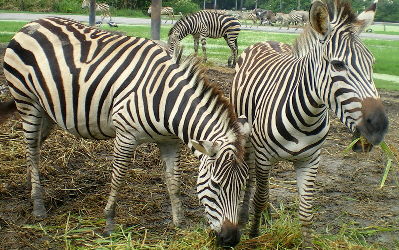 Zebras Eating Grass
