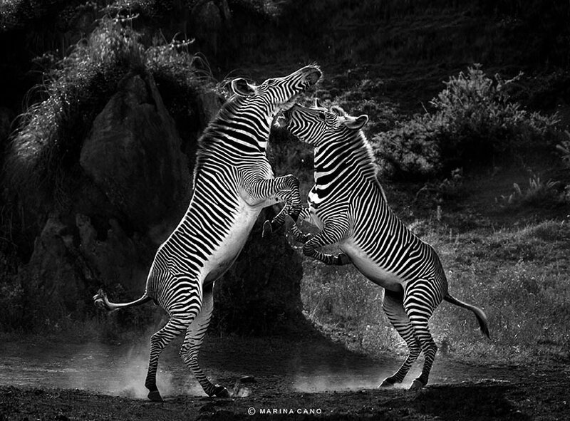 Zebras Fighting — Black