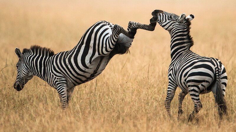 Zebras Fighting in Grass — Brown, Dramatic