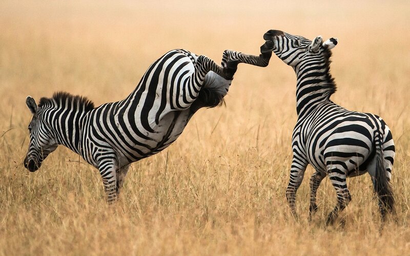 Zebras Fighting in Grass — Brown, Dynamic