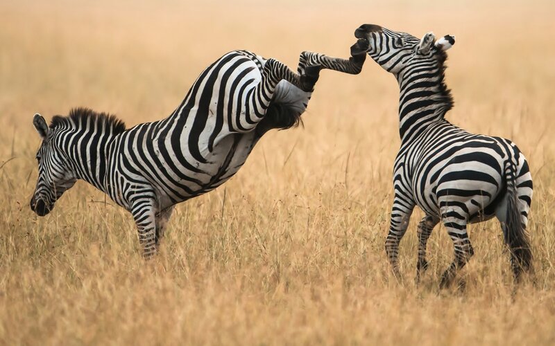 Zebras Fighting in Grass — Brown