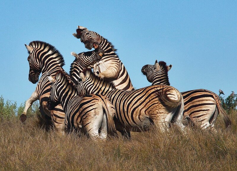 Zebras Fighting in Grass