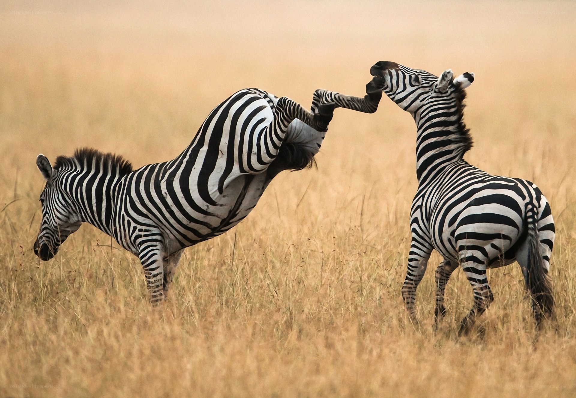 Zebras fighting in grassland