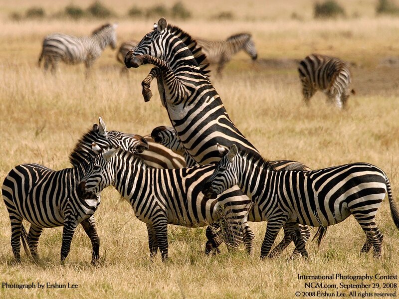 Zebras fighting in savanna