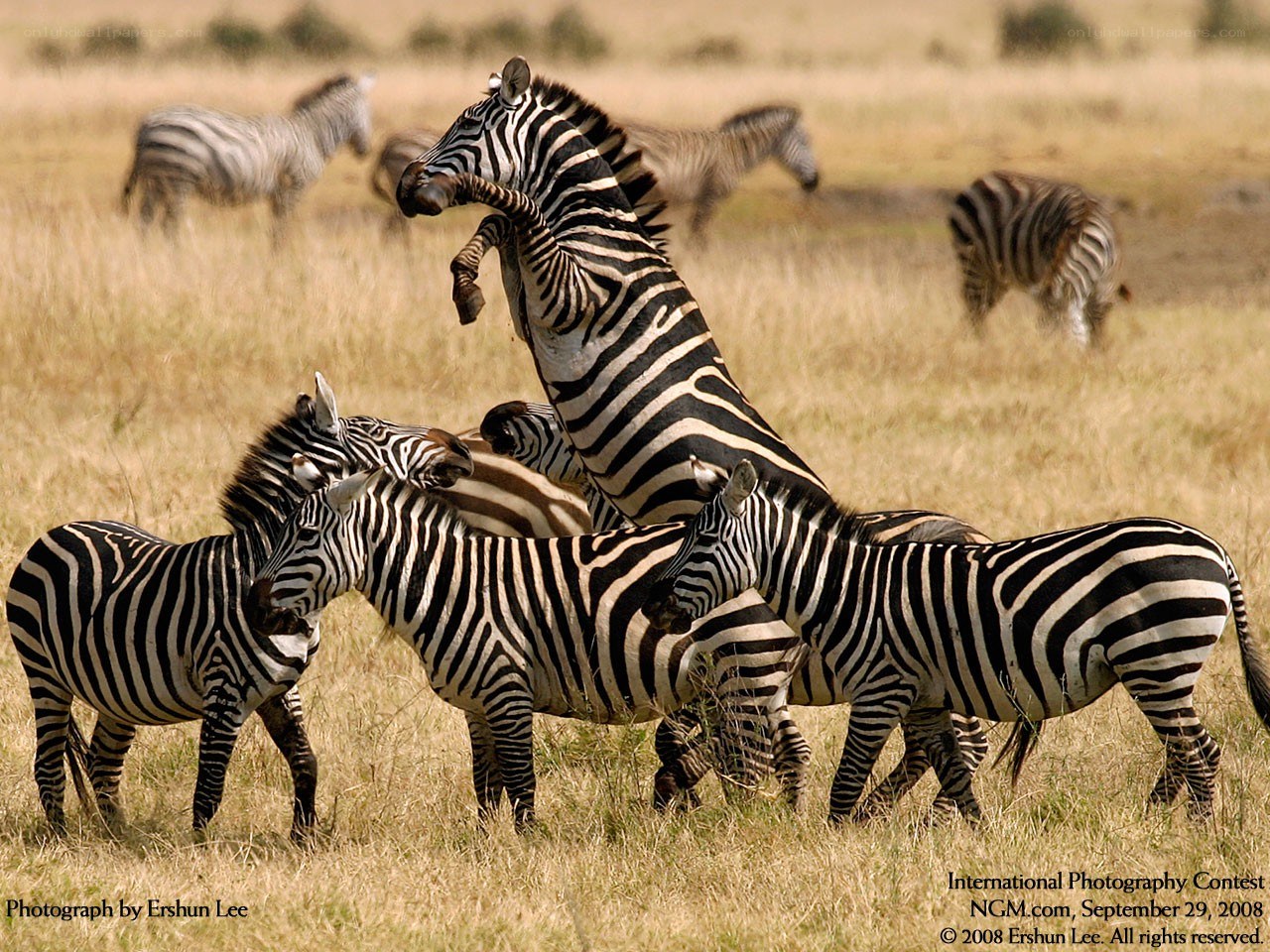 Zebras fighting in savanna