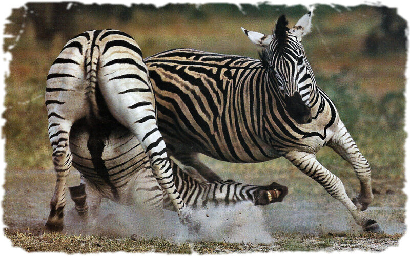 Zebras Fighting