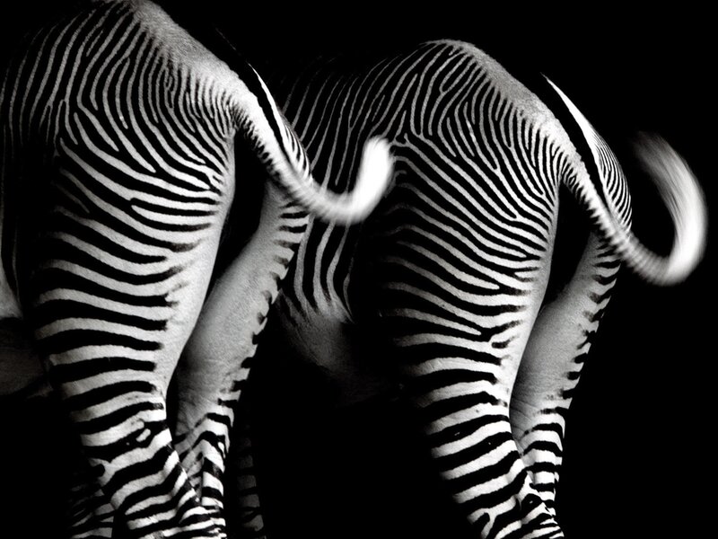 zebras from behind