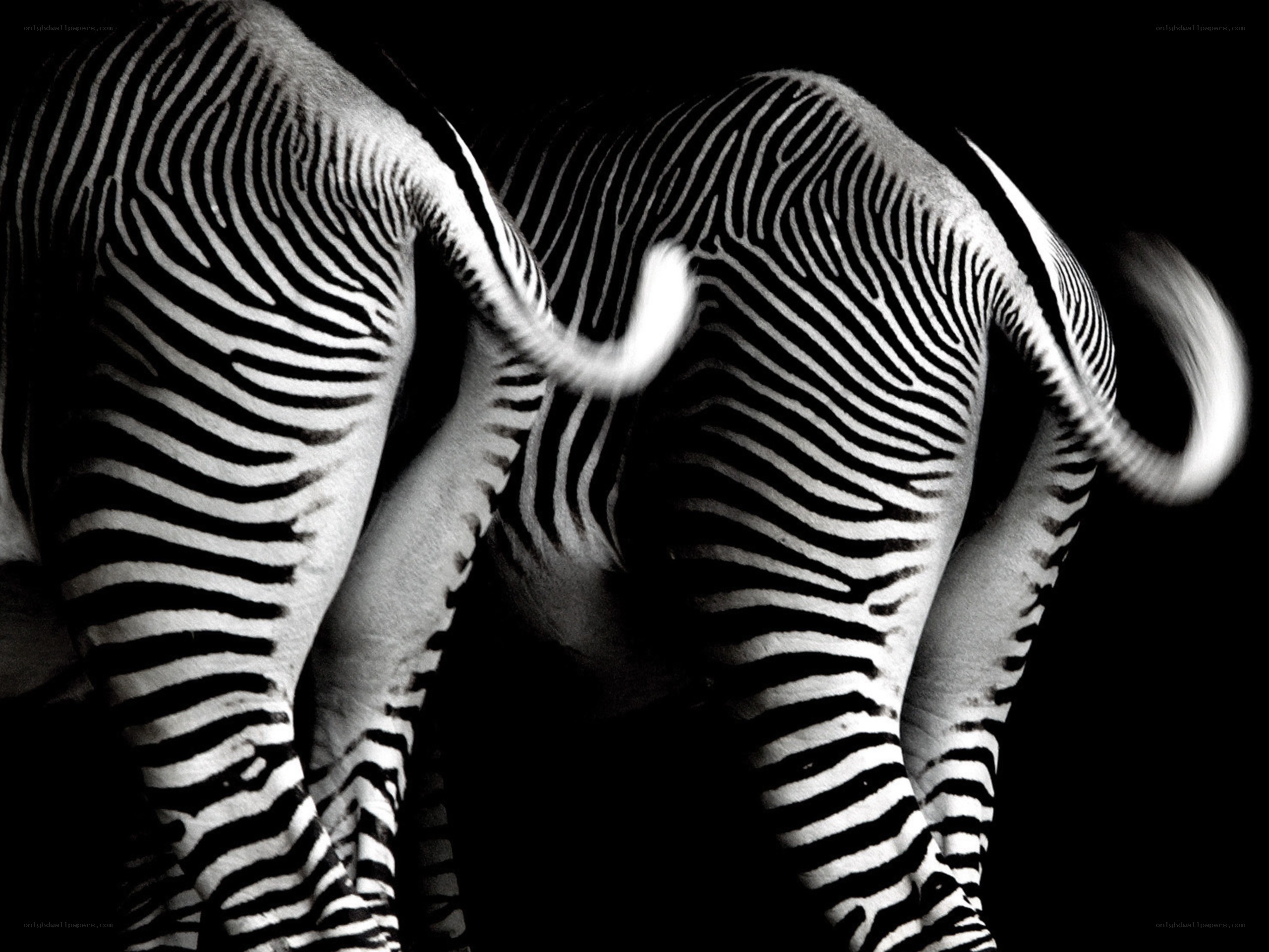 zebras from behind