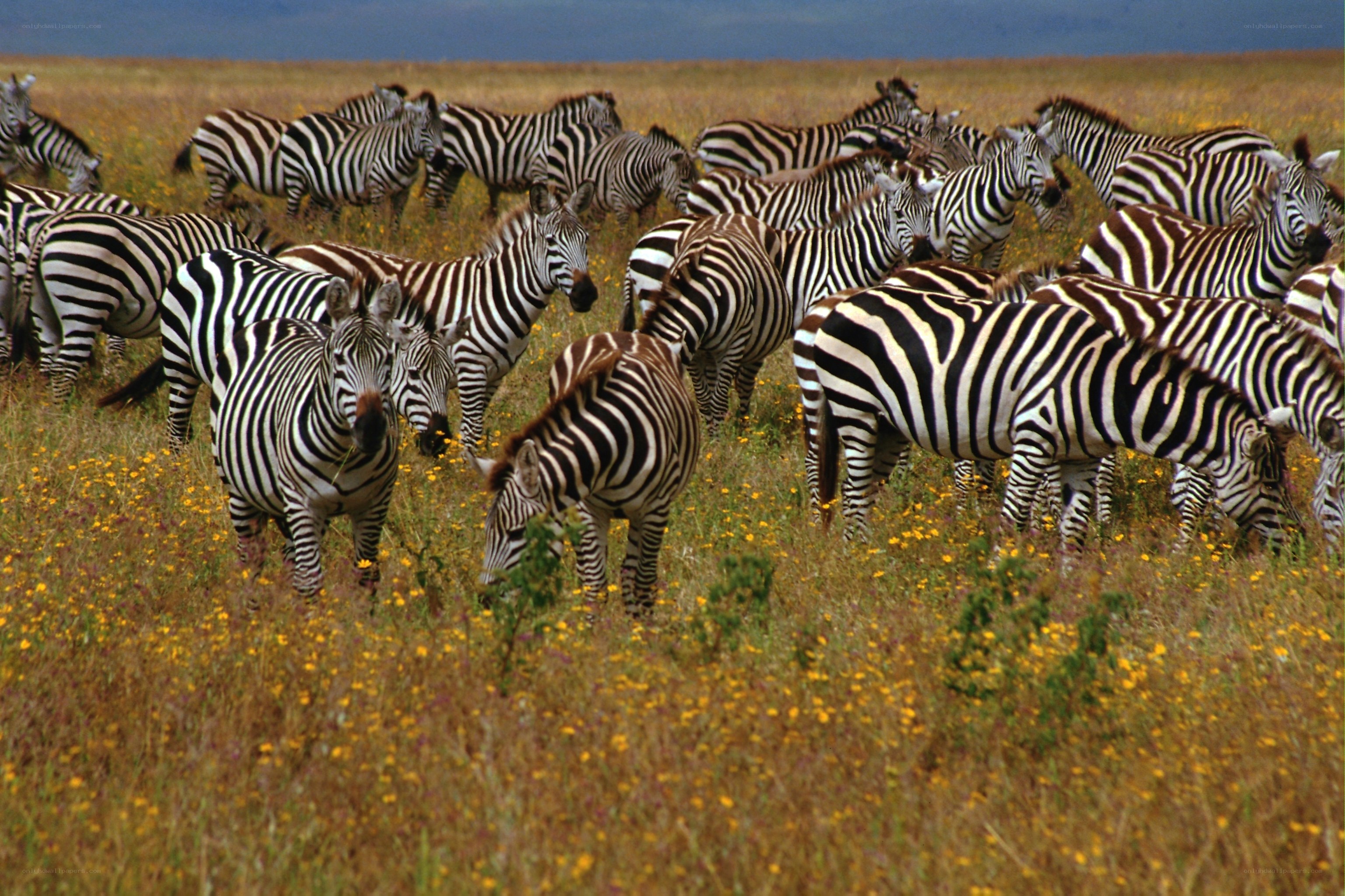 zebras grazing in a field