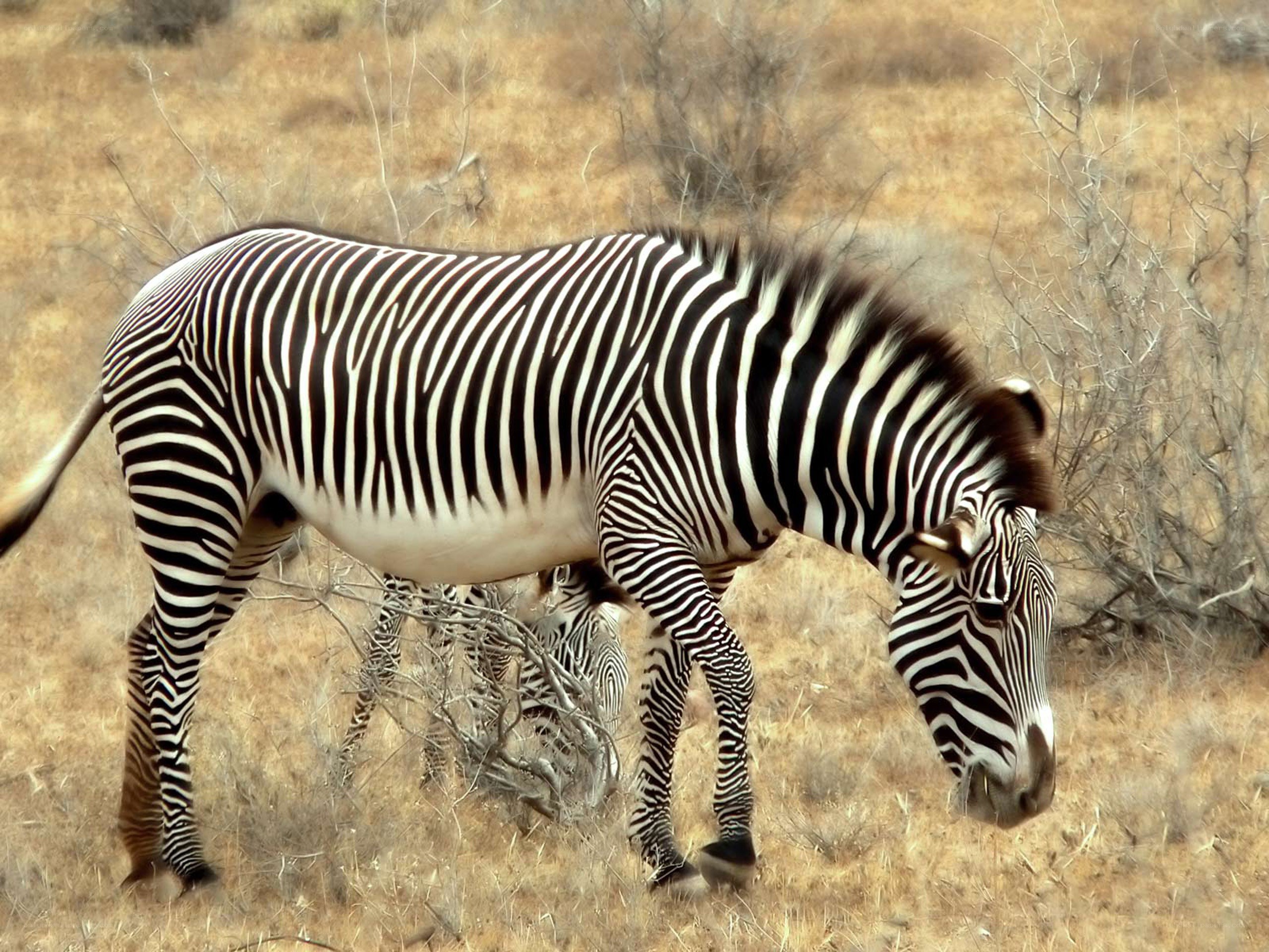 Zebras grazing in dry grassland