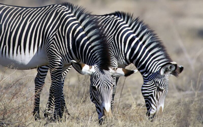 Zebras Grazing in Field — Black