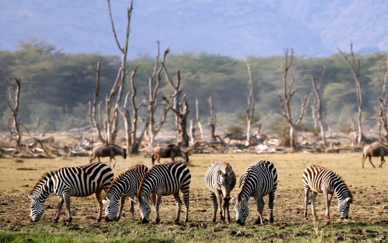 Zebras Grazing in Field — Green