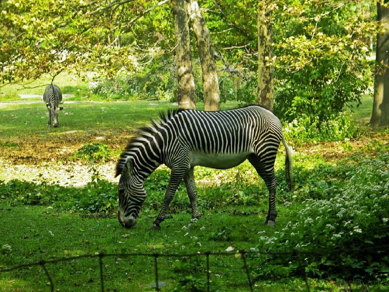 Zebras Grazing in Field