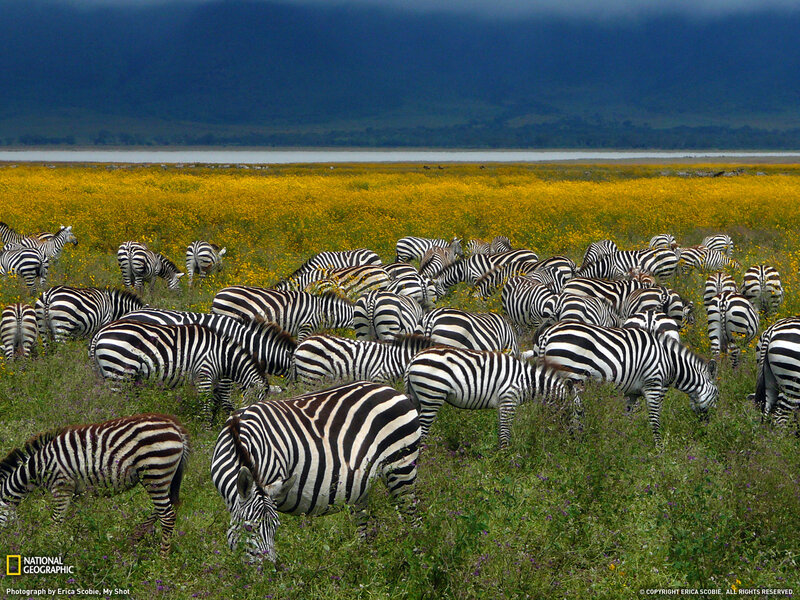 Zebras Grazing in Field — Yellow