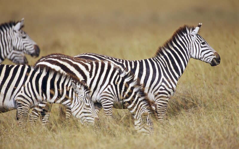 Zebras grazing in savanna