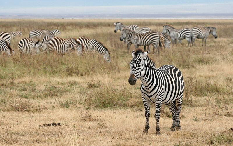 zebras grazing in savanna
