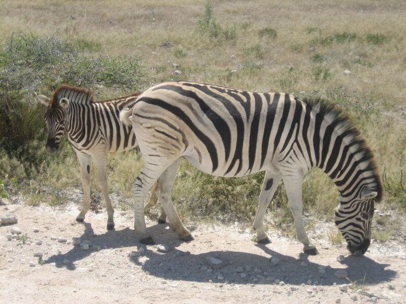 Zebras grazing in savanna