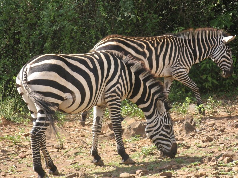 Zebras Grazing in Savanna — Black