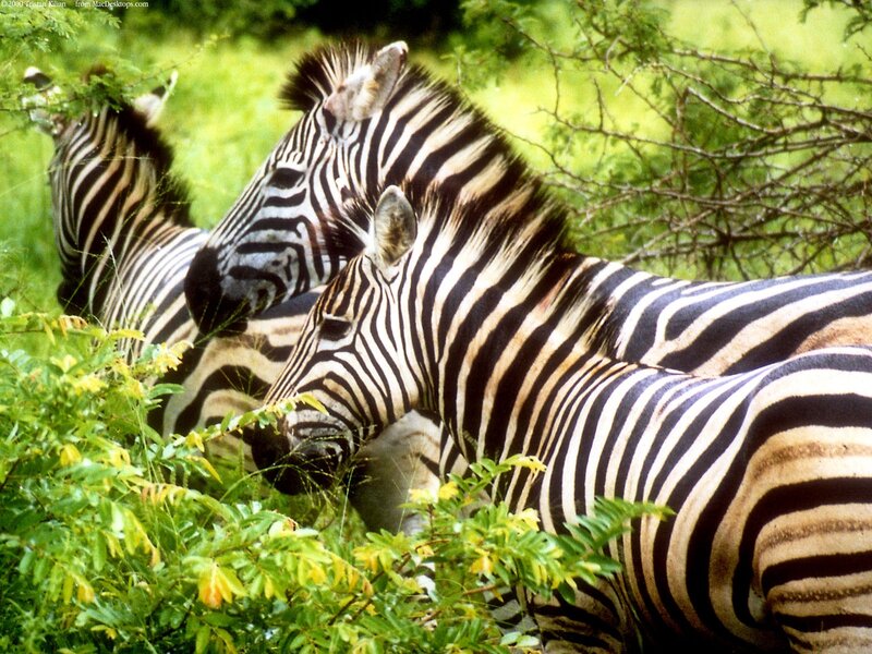Zebras grazing in the wild