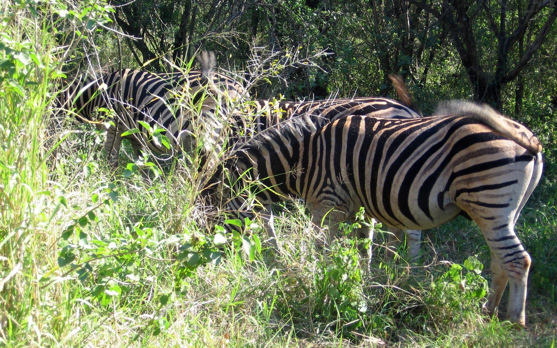 Zebras grazing in the wild
