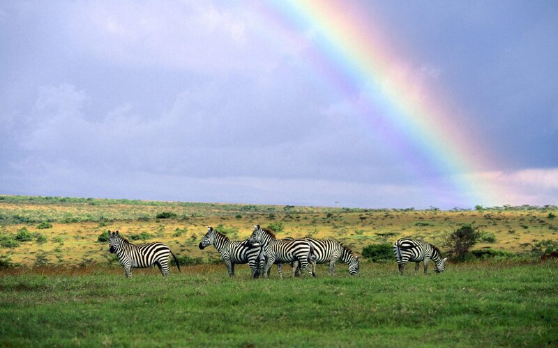 Zebras grazing under a rainbow