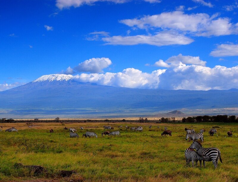 Zebras grazing with Mount Kilimanjaro