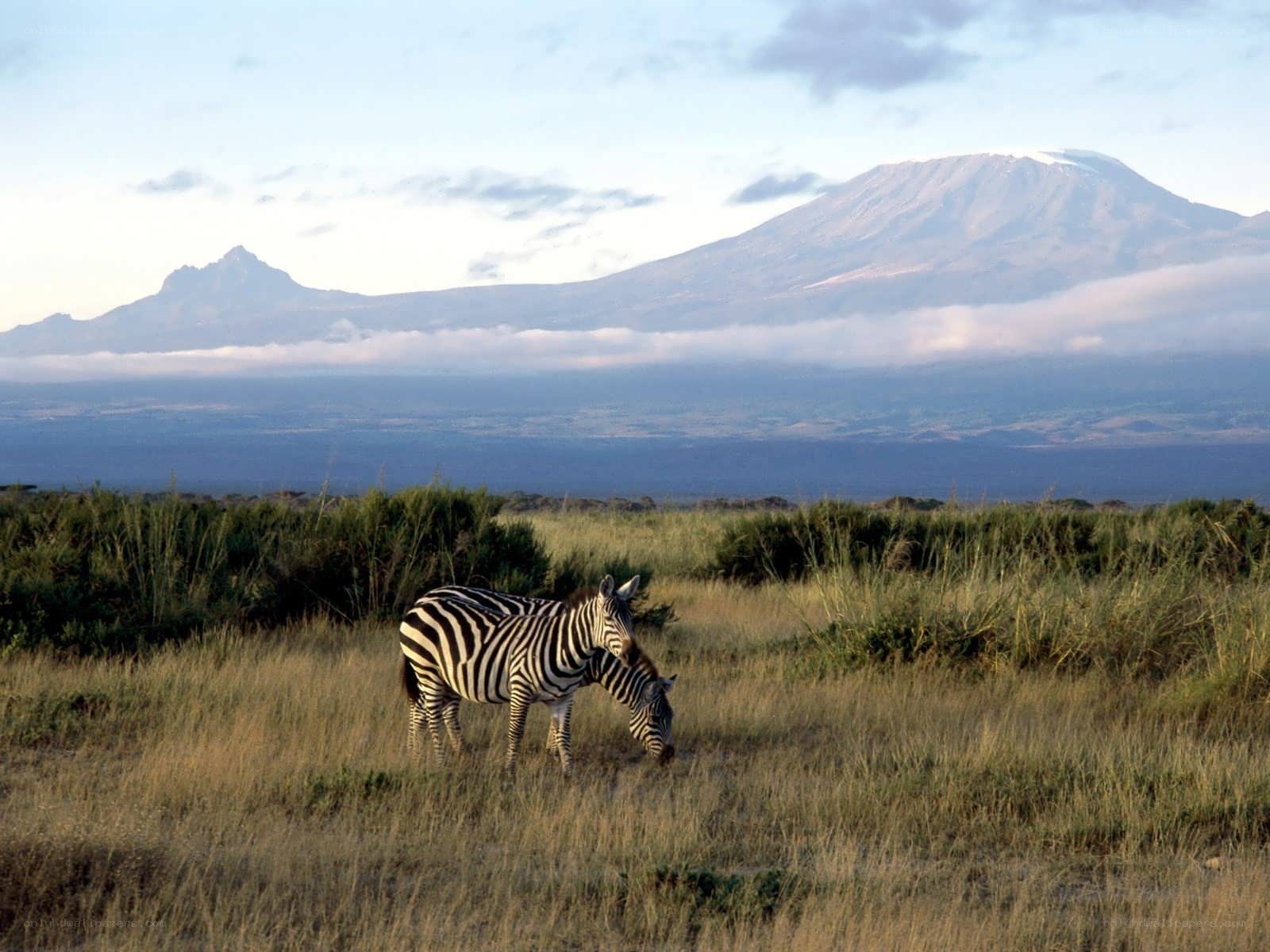 Zebras grazing with mountain view