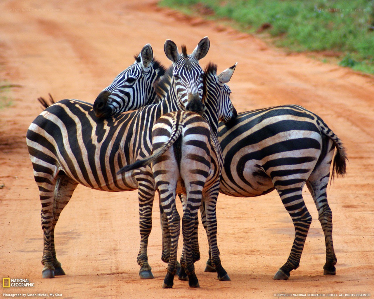 Zebras huddled on a dirt road