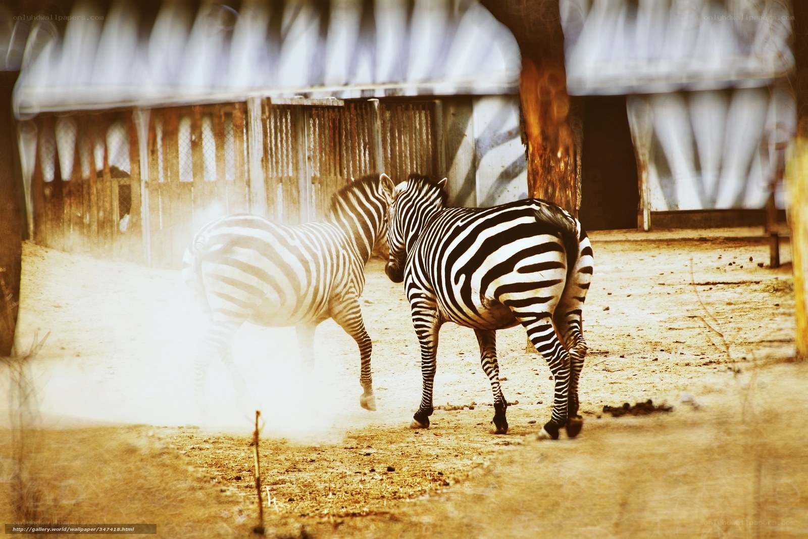 Zebras in a dusty enclosure