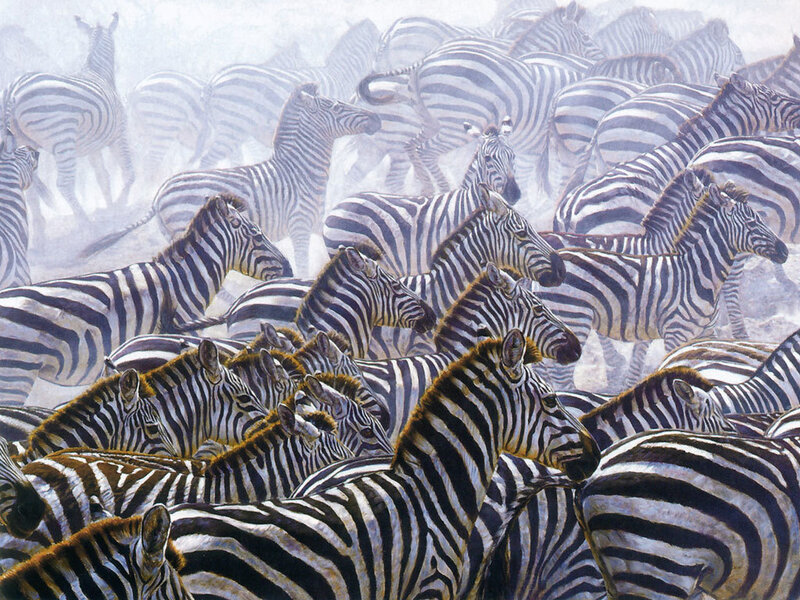 zebras in a dusty herd