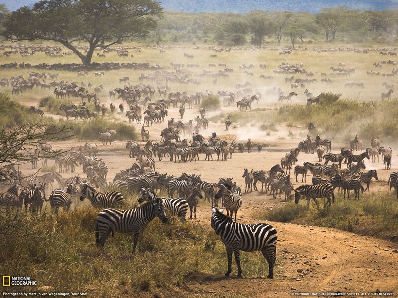 Zebras in a dusty savanna