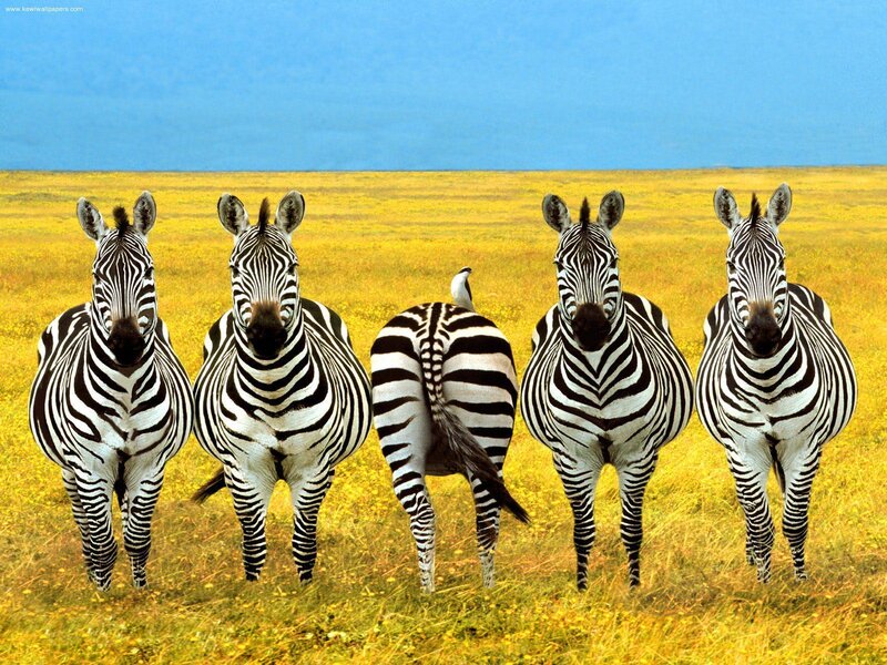Zebras in a field