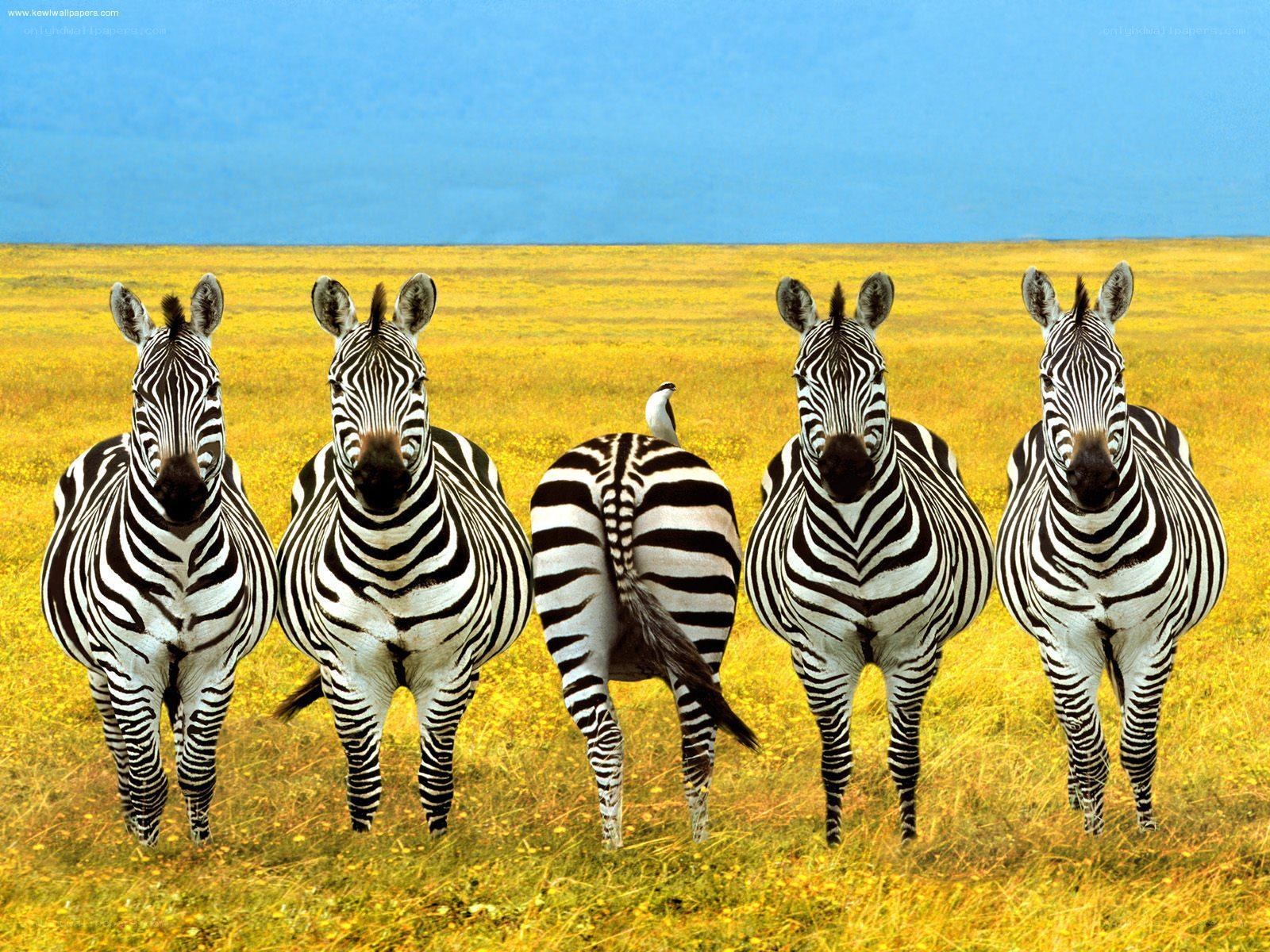 Zebras in a field