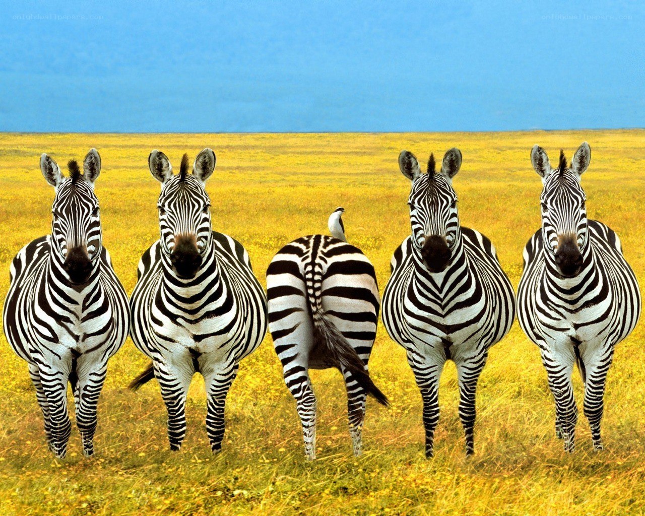 Zebras in a field