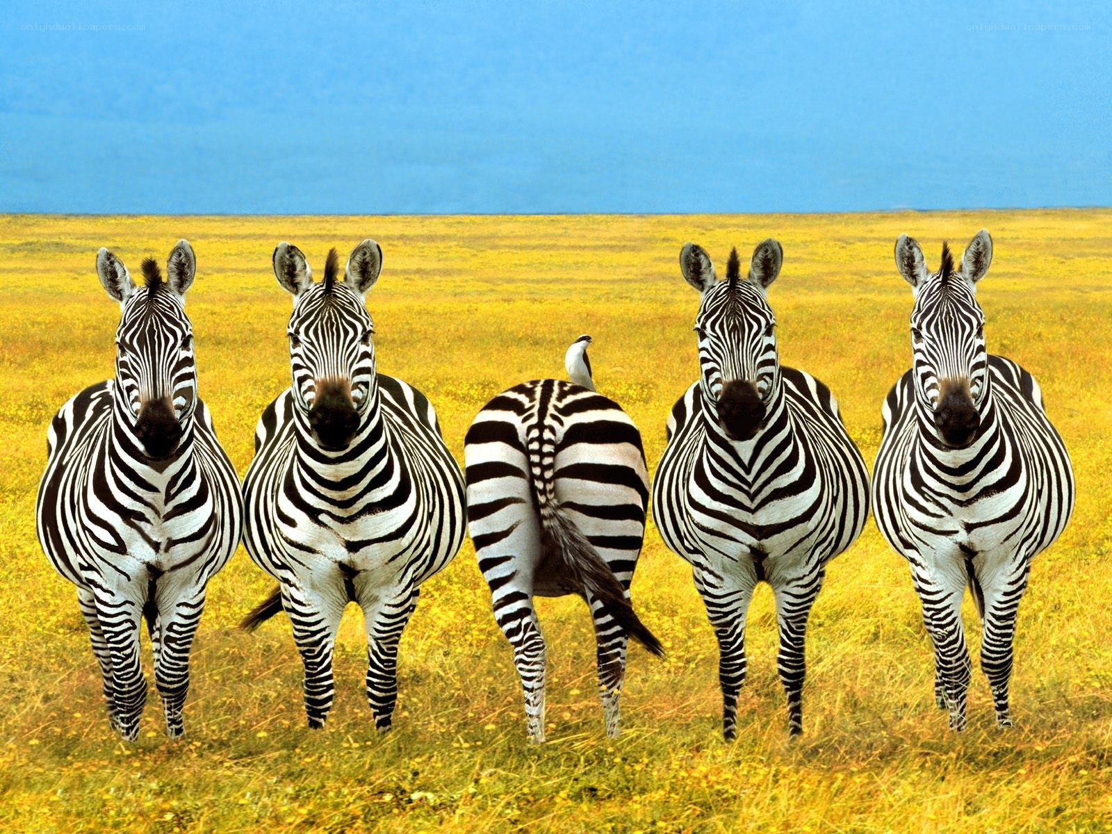 zebras in a field