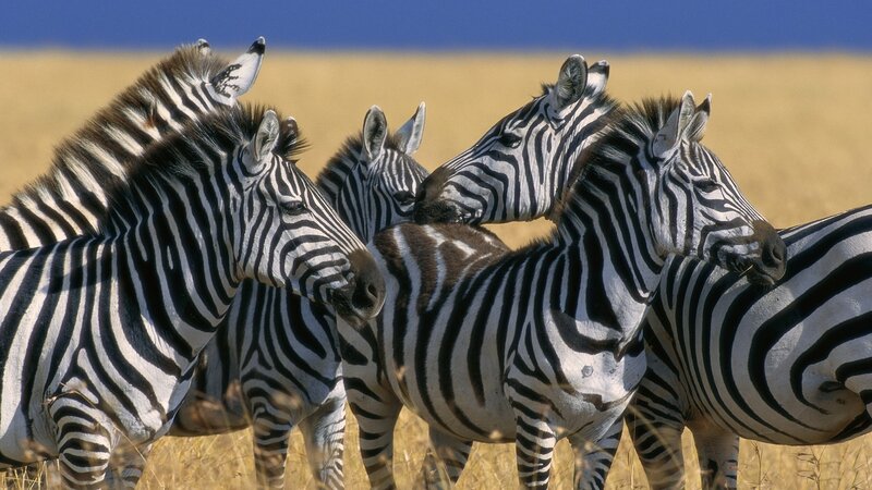 Zebras in a Field — Black