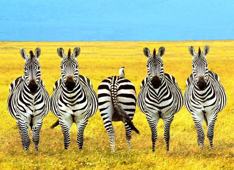 Zebras in a Field — Yellow, Calm, Afternoon, Photograph, Grassland